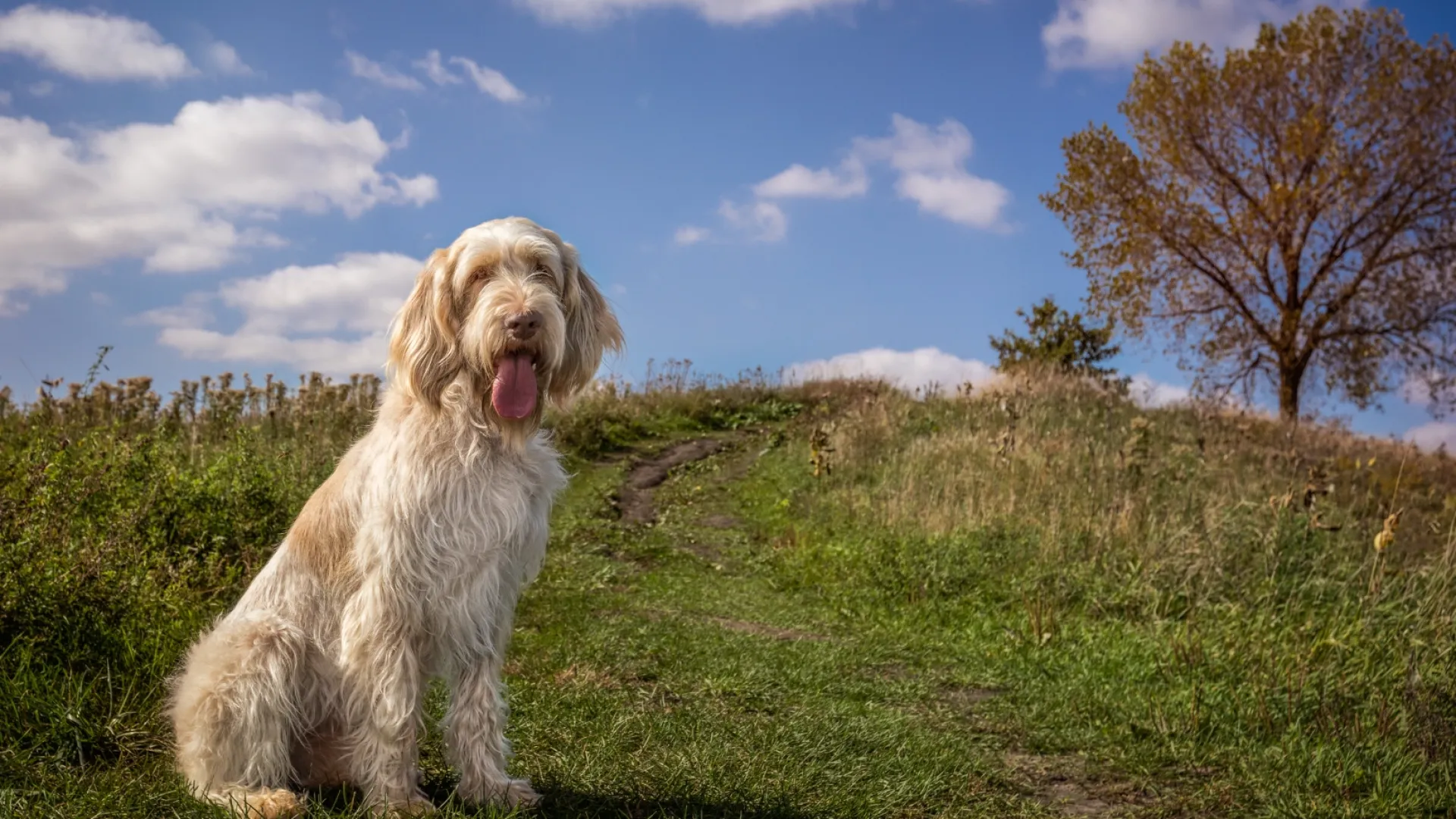 Italian Spinone